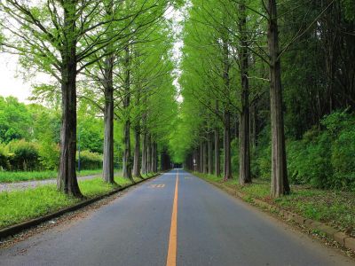 Image of trees alongside a road