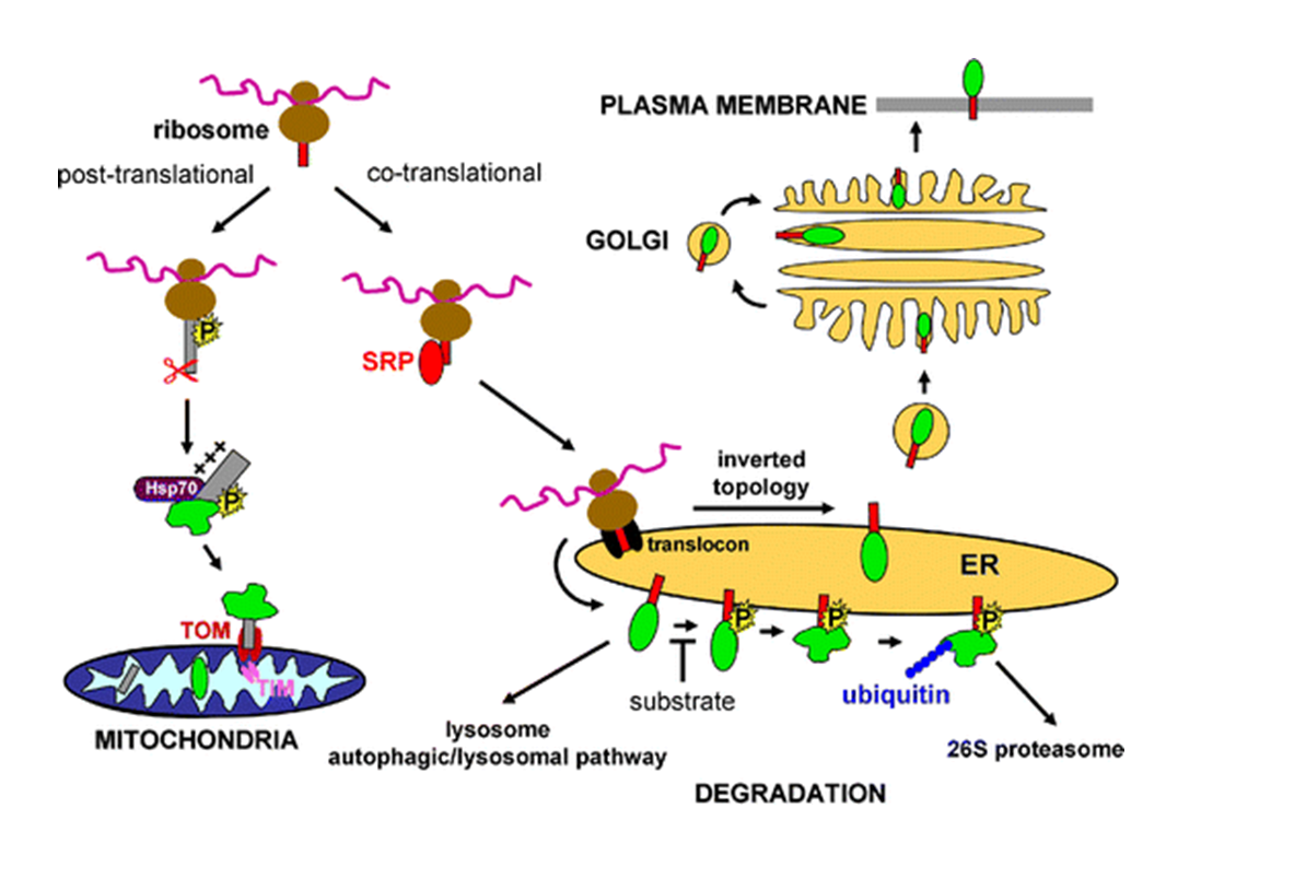  Intracellular targeting, transport, and degradation of microsomal cytochrome P450.