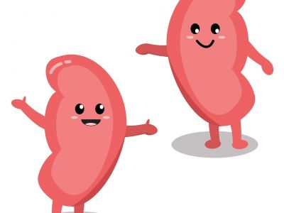 Cartoon Kidney.