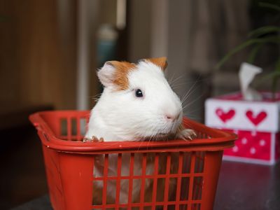 Photo of a guinea pig.