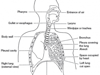 Anatomy of the human respiratory system