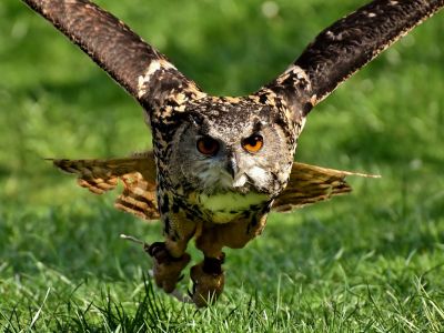 Photo of owl flying in the air