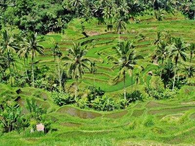 Photo of crop fields