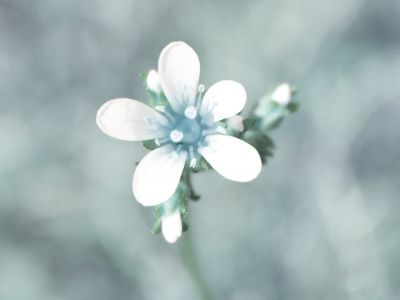 Photo of glowing flower