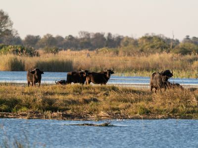 Photo of bulls in the wild