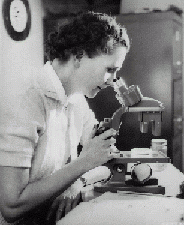 Rachel Carson looking through a microscope, 1951