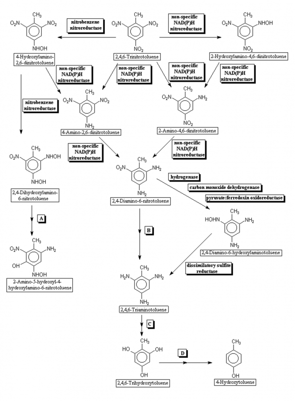 Anaerobic biodegradation pathway for trinitrotoluene