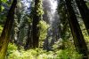 photo of trees in a forest